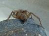 Drassodes sp.